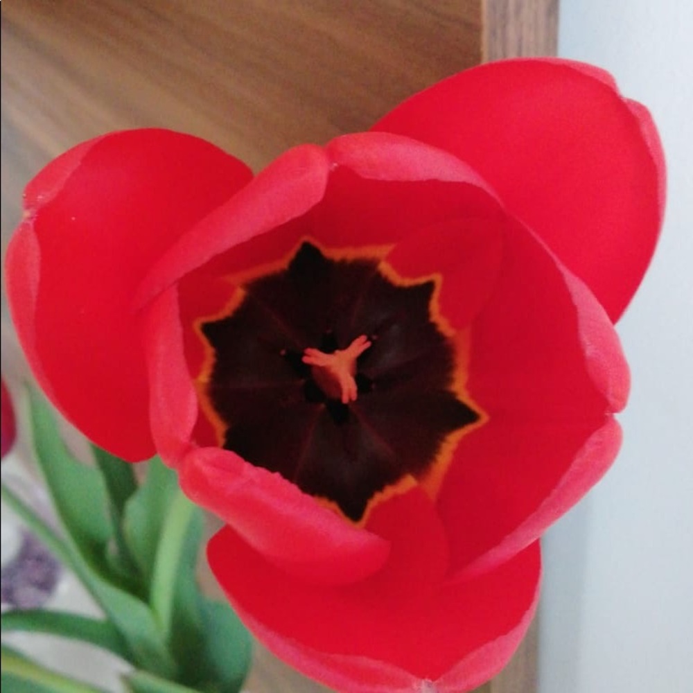 Meet your Posher, Magdalena